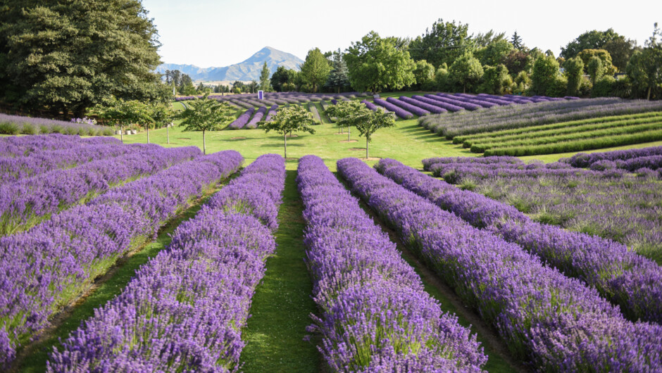 Wānaka Lavender Fields