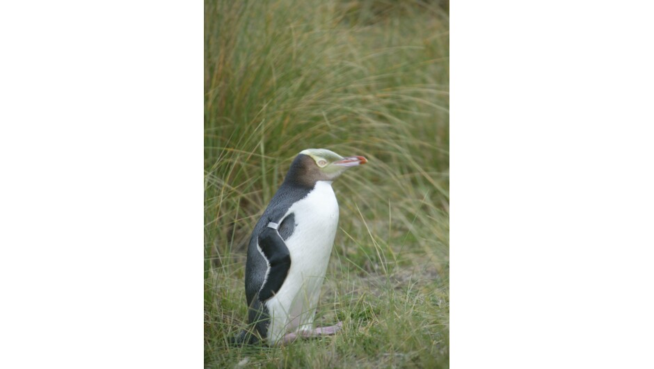 Yellow Eyed Penguin - Hoiho - Otago Peninsula Dunedin NZ