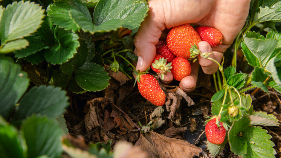 Unique activities on offer such as picking fresh strawberries and a range of other spray-free foods in the large gardens.