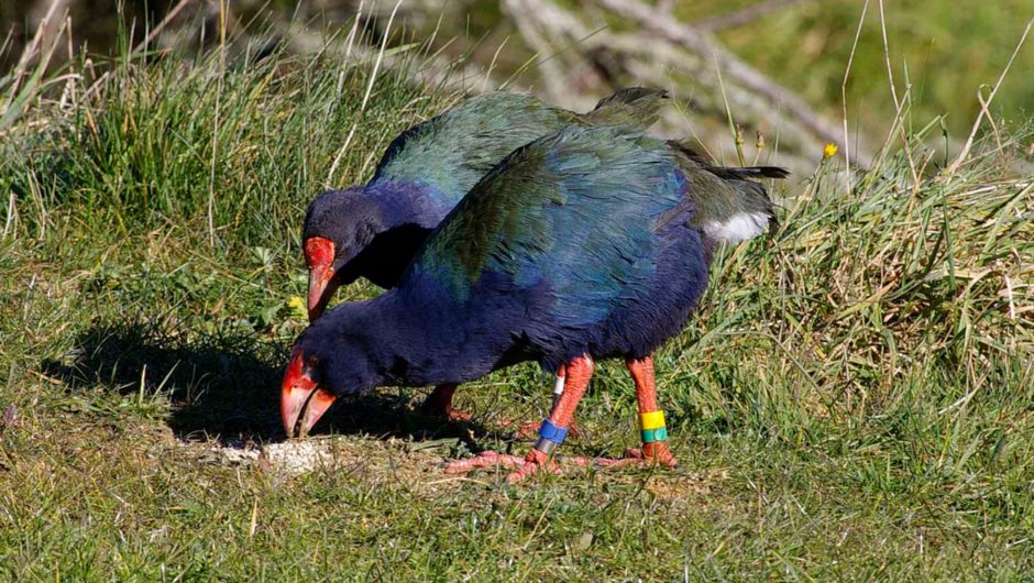 Observe the endearing takahē, one of New Zealand's conservation icons.