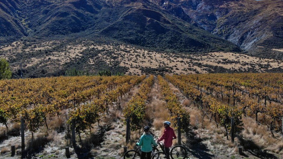 Vineyards of Gibbston Valley in autumn.