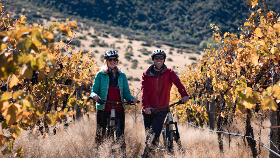 Vineyard in the Gibbston Valley.