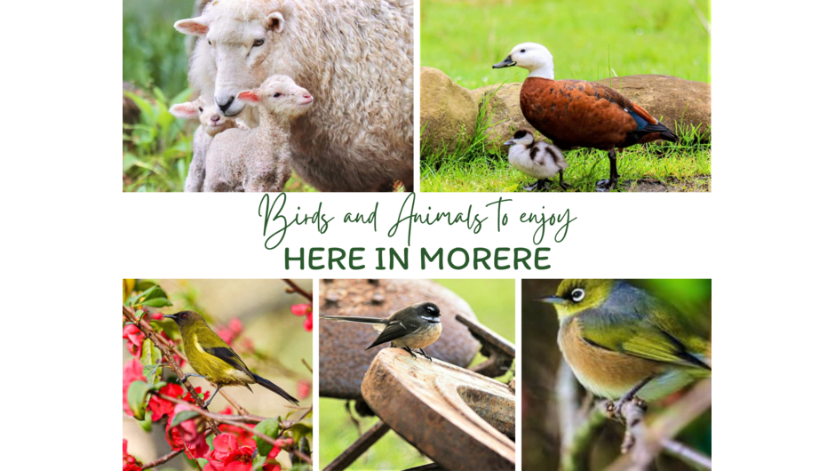 Enjoy the countryside sights and sounds of animals and birdsong from many different species