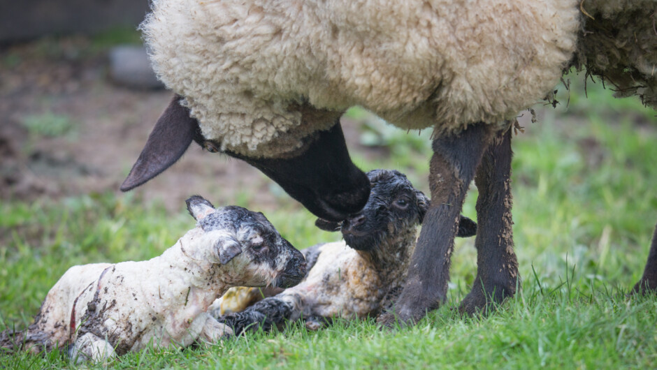 Lambing season.