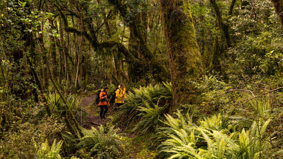 semi rain forest on the Milford Track.