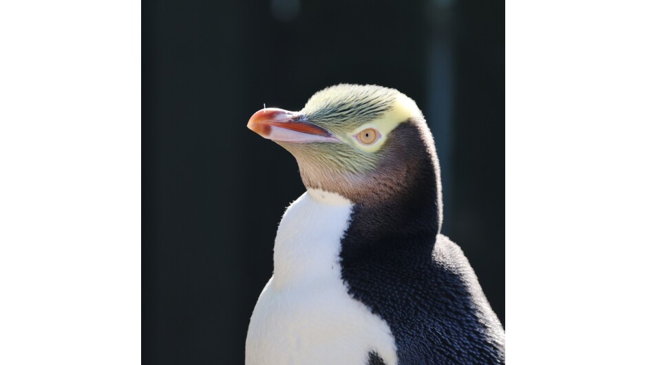 Yellow-eyed Penguin in rehabilitation