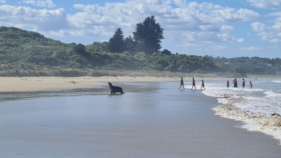 Kaka Point Beach