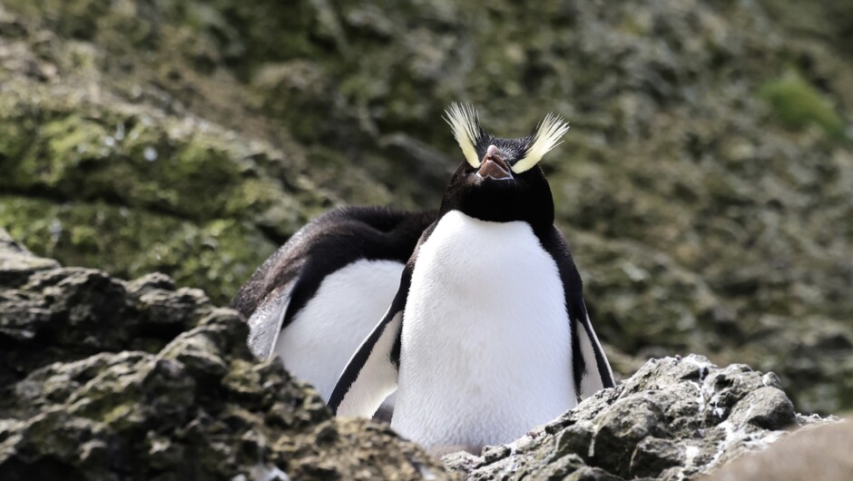 Erect-crested Penguins on Bounty Islands
