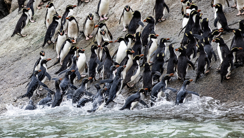Snares Crested Penguins navigate the Penguin Slide
