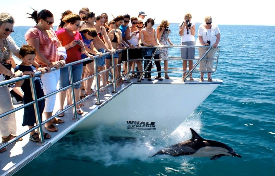 オークランド沖のハウラキ湾海洋公園でクジラやイルカを観察