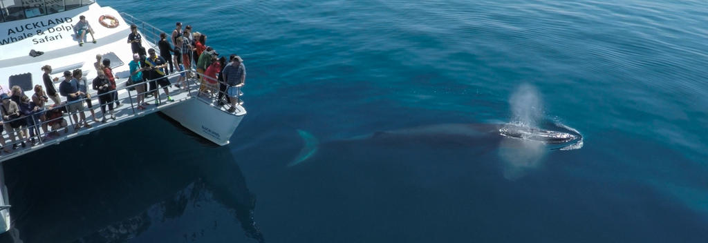 Auf dem Hauraki Gulf ermöglicht die Auckland Whale & Dolphin Safari spektakuläre Begegnungen mit Meeressäugern.