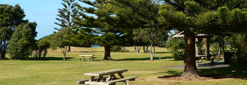 在诺福克岛松树（Norfolk pines）荫下享用野餐