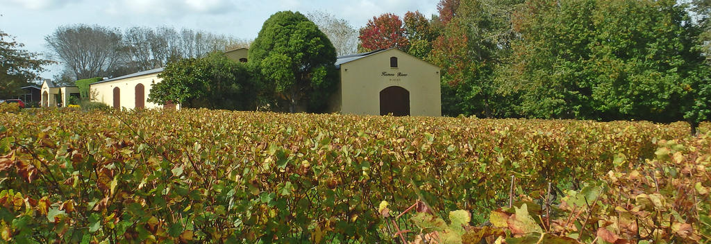 Vineyards in Kumeu