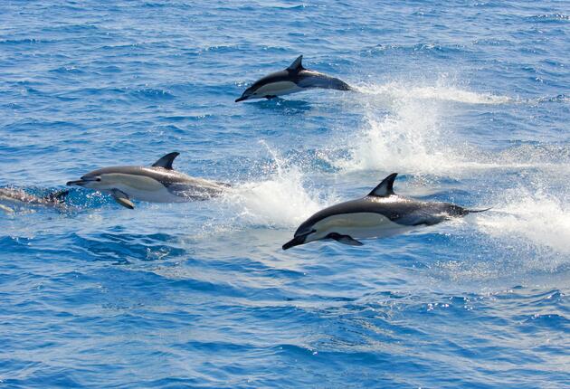 碧空如洗的丰盛湾（Bay of Plenty）非常适合邂逅海豚或是与它们一同畅游水中。夏季的几个月里，这片水域常有瓶鼻海豚和普通海豚出没。