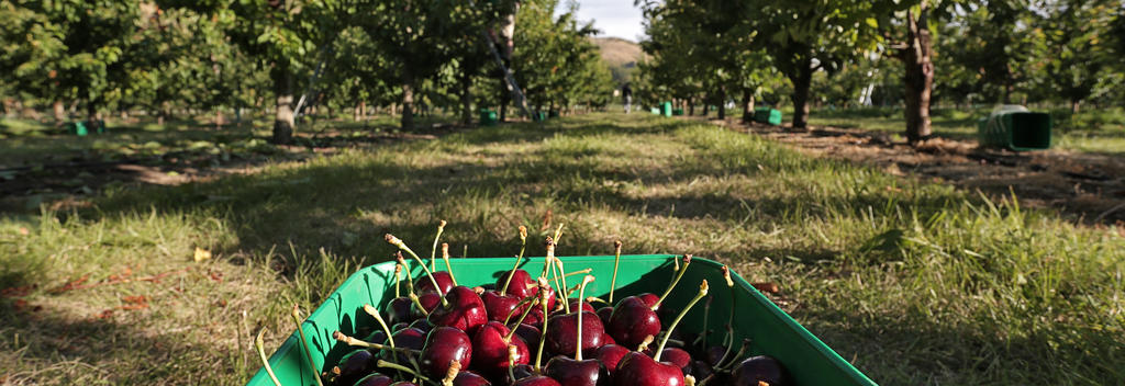 Sarita Cherries