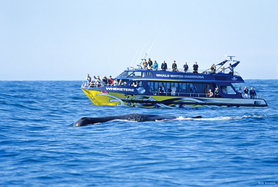 映画『クジラの島の少女』に出てくるような大きなクジラを見たいなら、カイコウラへ行きましょう。