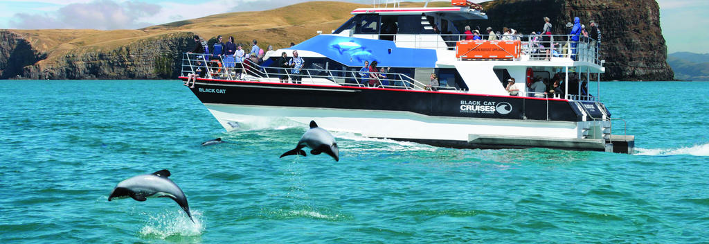 Beobachte in Akaroa den kleinsten Delfin der Welt mit Black Cat Cruises.