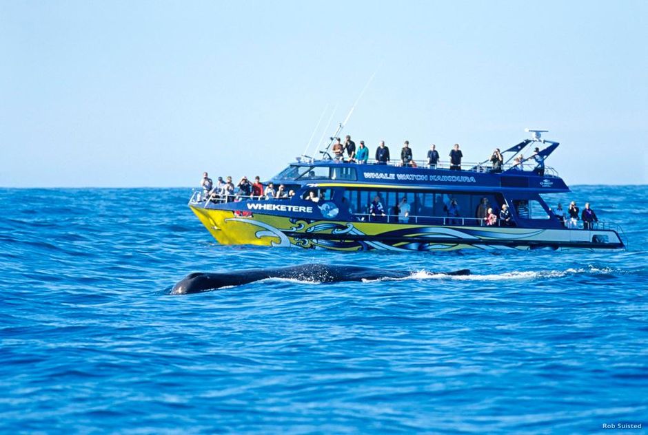 카이코우라 고래 관광