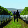 Die Waipara Weinregion in Canterbury zählt zu den besten der Welt.