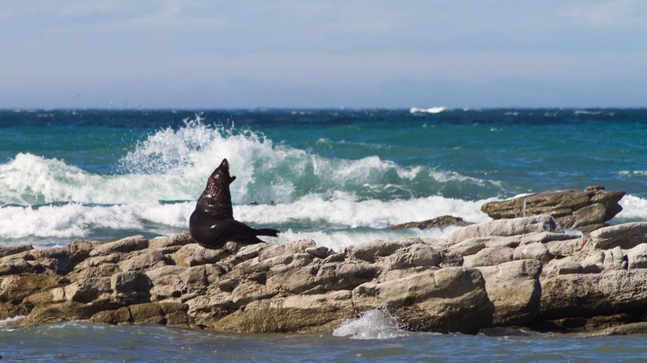 Auf dem Kaikoura Peninsula Walk kann man nach gähnenden Robben Ausschau halten.