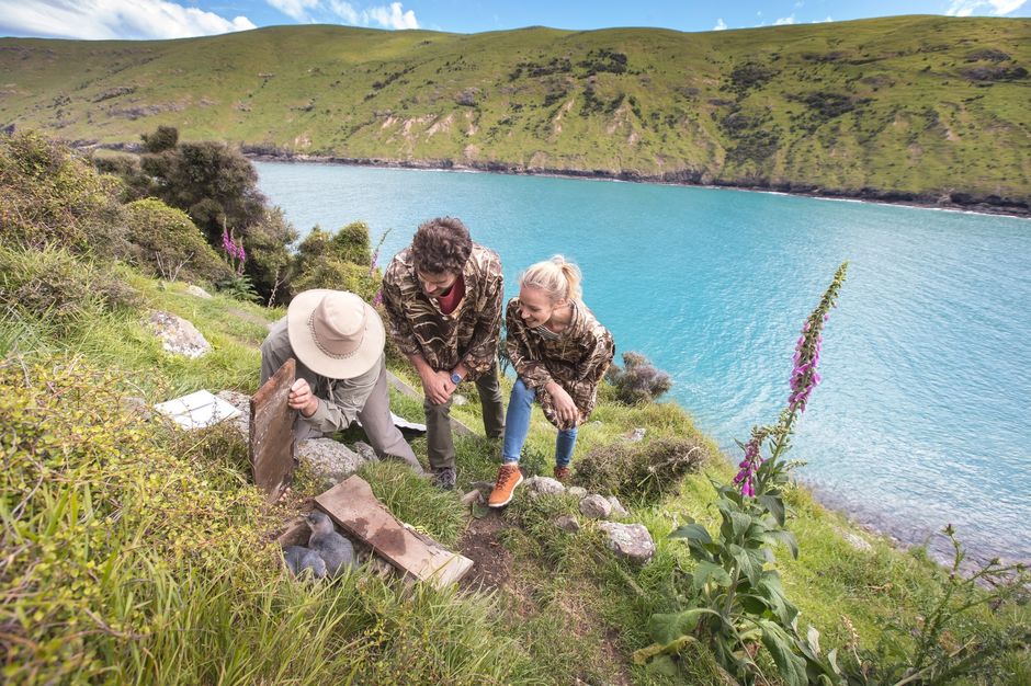 Entdecke seltene Wildtiere im und um den Akaroa Harbour der Banks Halbinsel.