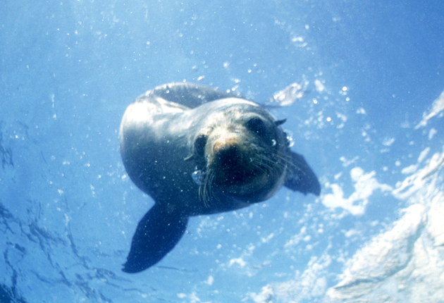 For lover's of marine wildlife experiences, New Zealand's seal population will provide you with plenty of photo opportunities.