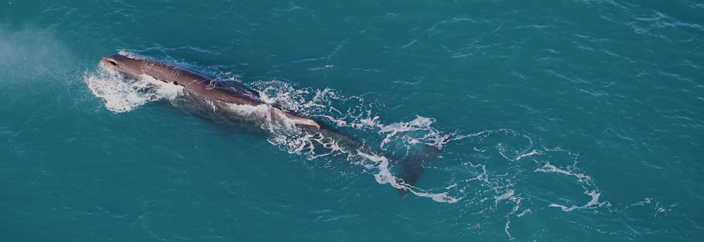 Beobachte Wale, Delfine und Berglandschaften aus einer ganz neuen Perspektive mit Wings Over Kaikoura.