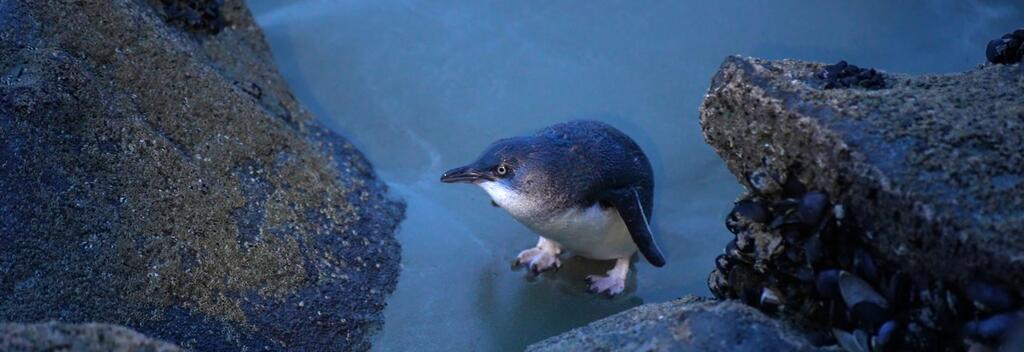 Blue penguin on the beach, Timaru