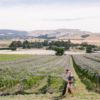 Walking by vines at Black Estate vineyard