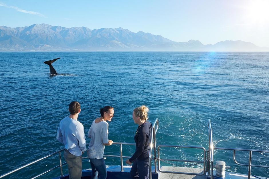 Kaikoura coastline is a marine environment so rich in nutrients that it attracts some of the most magnificent ocean life.