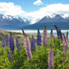 About 40% of Aoraki/Mount Cook National Park is covered by glaciers and there are 19 peaks more than 3000 metres high.