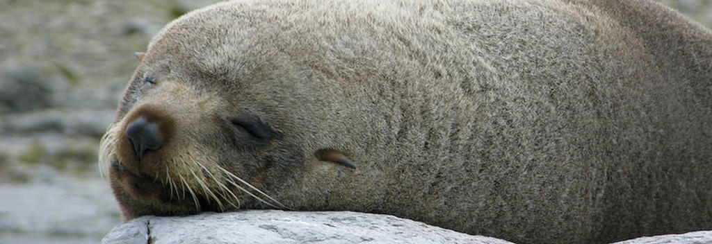 A sleeping fur seal on the Kaikoura Shoreline Walk