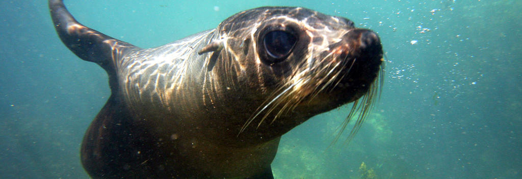 Seal Swim Kaikoura