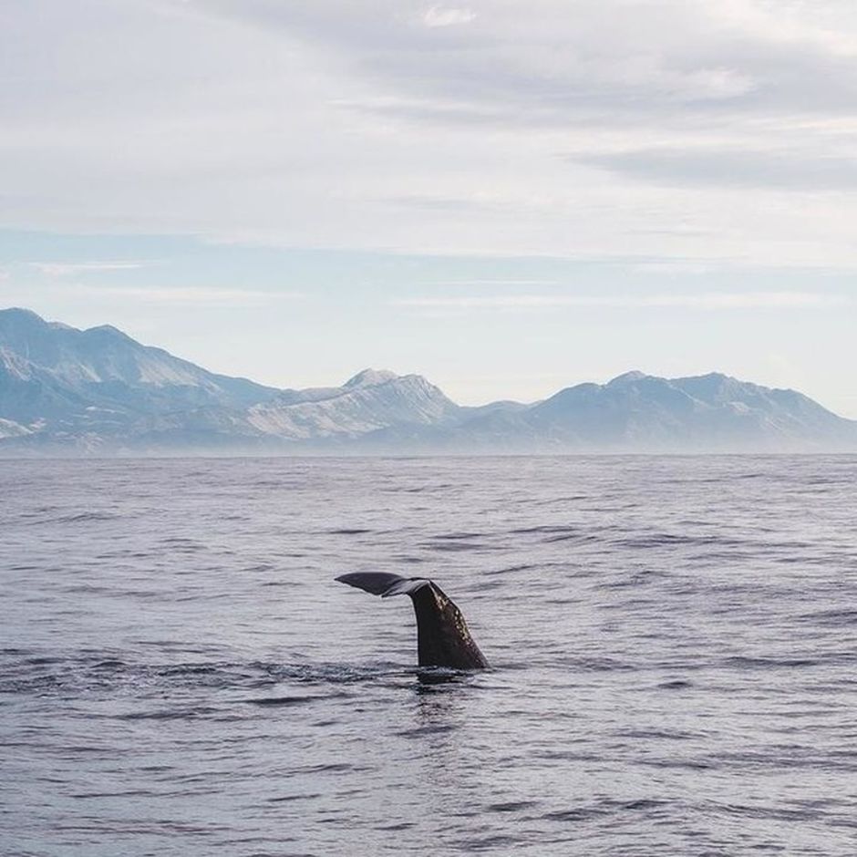 巨大なマッコウクジラ