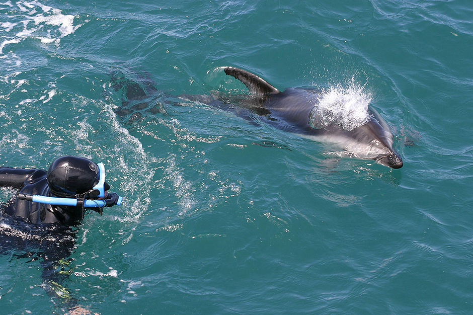 与海豚畅游于天然环境中堪称是一次人生变幻的奇妙经历。