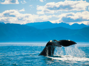 The waters off the coastal town of Kaikoura are a haven for several species of whale.