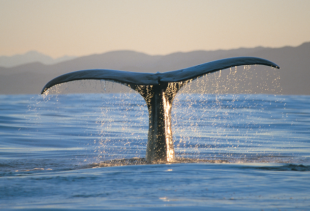 Whale watching