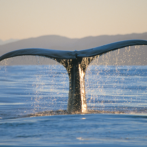 Kaikoura ist ein Paradies für verschiedene wunderschöne Wal-Arten.