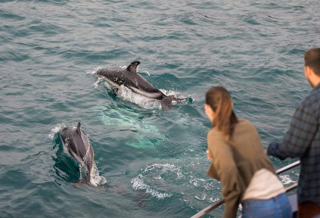 ドルフィンと一緒に泳いだり、クジラの姿を探したり、キーウィやペンギンに会いに行ったりと、ニュージーランドには野生動物に親しめる様々なアクティビティがあります。