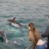 When you visit Kaikoura, don’t miss the chance to spend some one-to-one time with the dusky dolphins