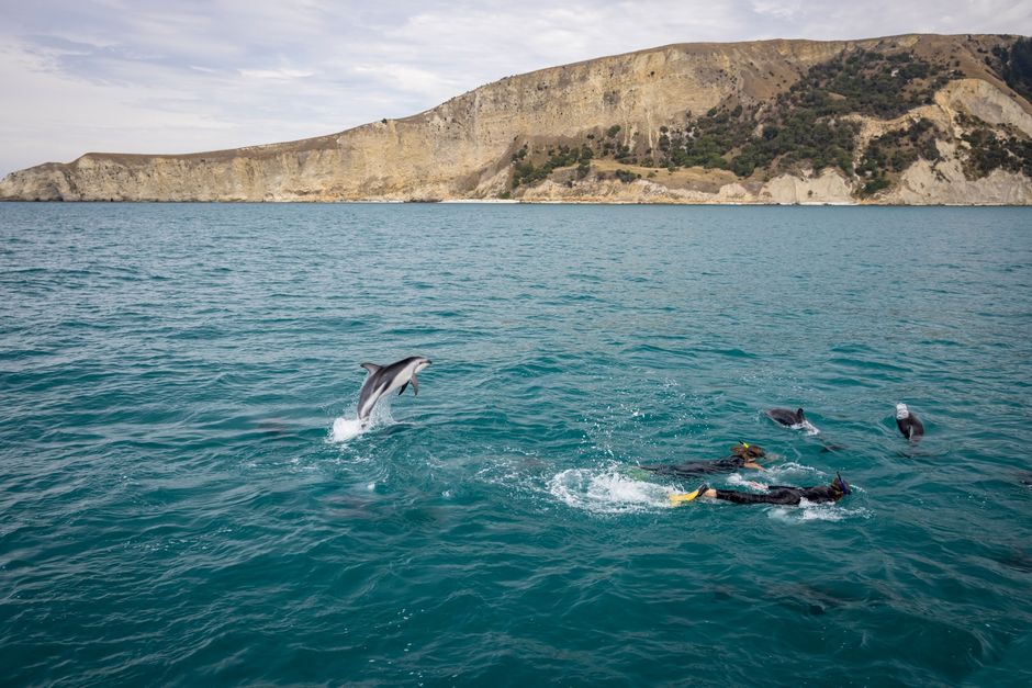 Kaikoura ist bekannt als Neuseelands Mekka für Walbeobachtungen. Begegne riesigen Pottwalen, Buckelwalen, Grindwalen und Orcas.
