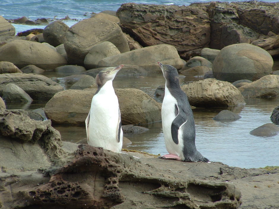 Yellow eyed penguins (hoiho) are one of the rarest penguins in the world