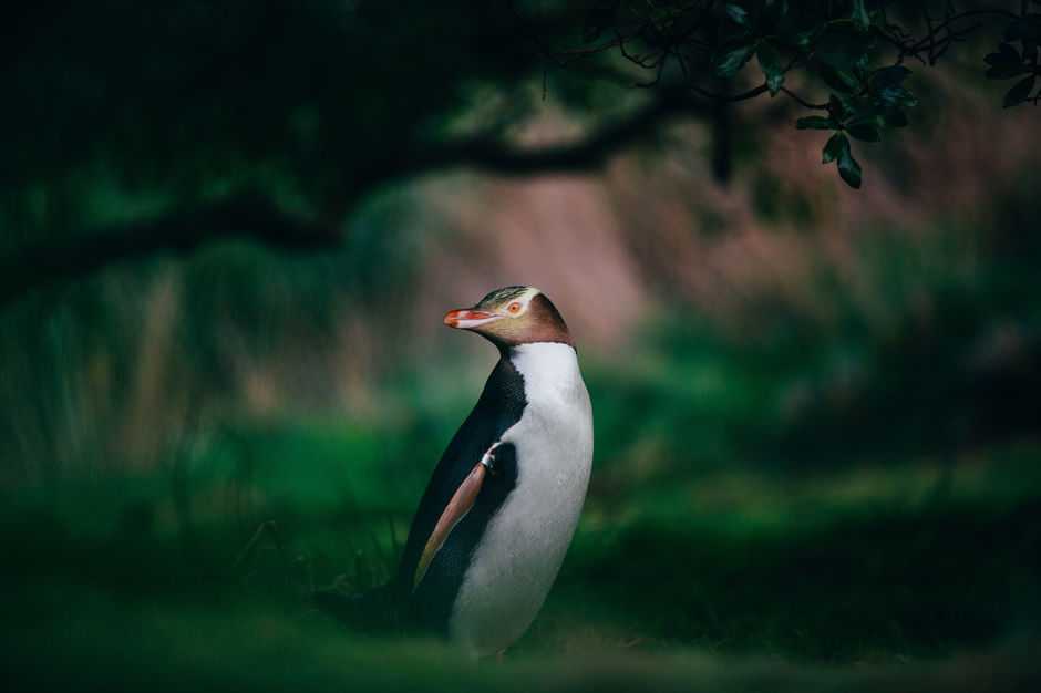 Auf der Otago Peninsula ist Neuseelands einheimischer, bedrohter Gelbaugenpinguin heimisch.