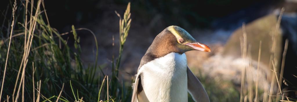 In Neuseeland sind drei Pinguinarten heimisch. Lasse dich von diesen so charaktervollen wie putzigen Vögeln verzaubern.