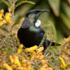 A tui pauses in a kowhai bush, Dunedin Botanic Garden