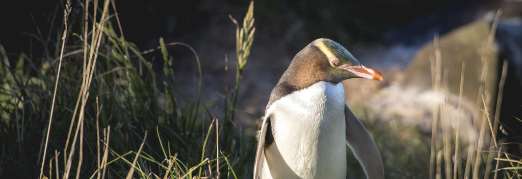 Yellow-eyed penguin in Dunedin