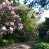 Spring, Dunedin Botanic Gardens