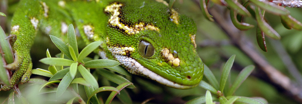 Farbenfroher Gecko im Orokonui Ecosanctuary.