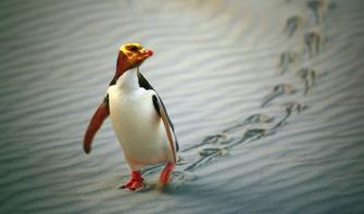 Yellow-eyed Penguin, Dunedin