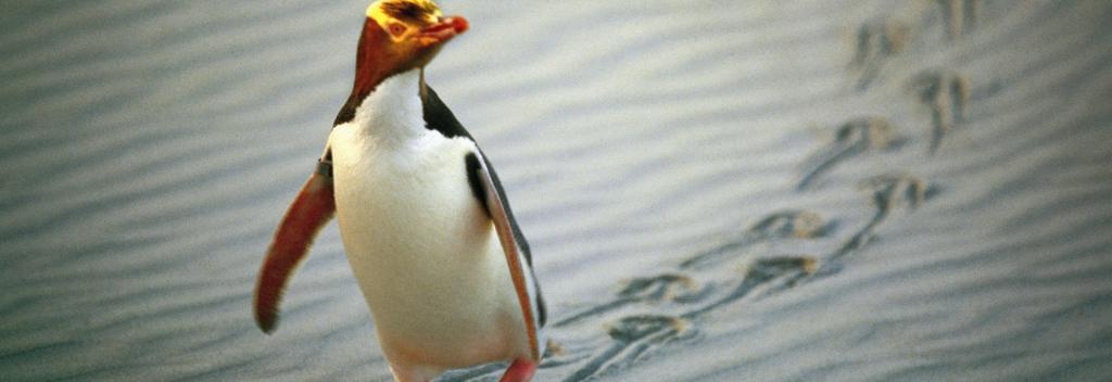 Yellow-Eyed Penguin, Dunedin